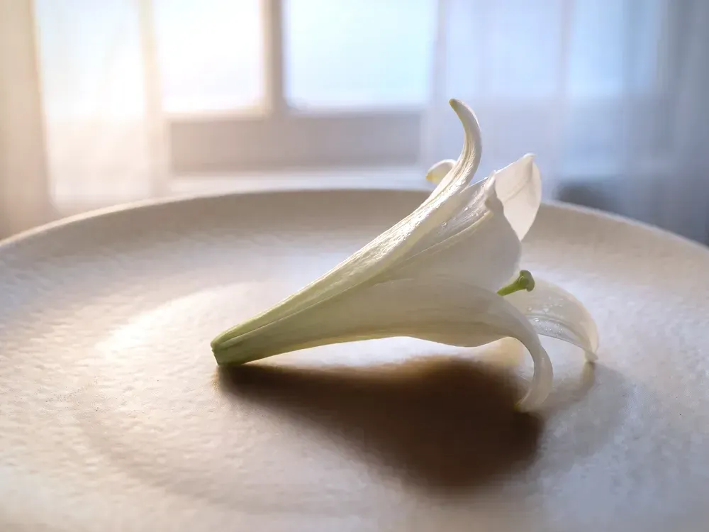 A serene white lily on a cream surface, final expense and funeral plans service